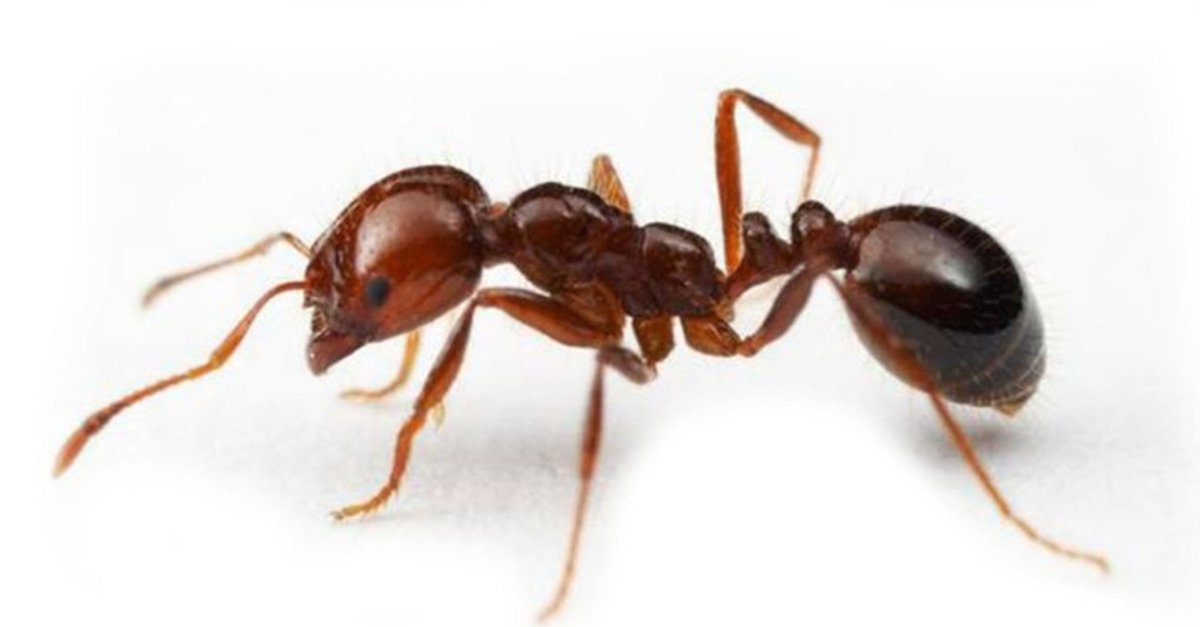 mersin tarsus erdemli mezitli karınca ilaçlama